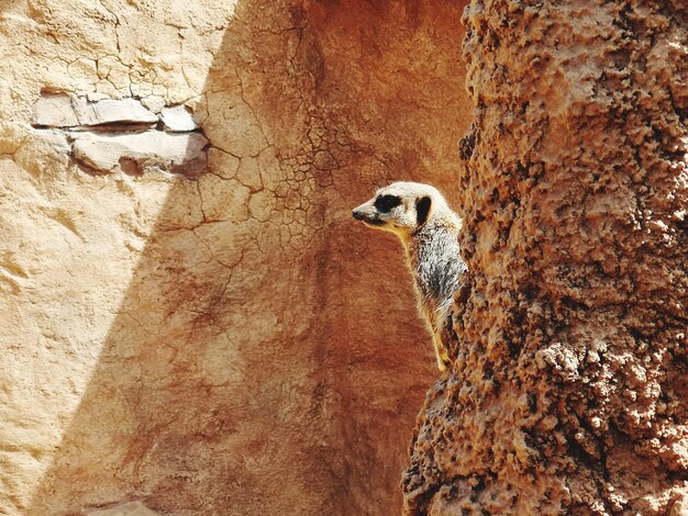 Zdjęcie Śledzący meerkat