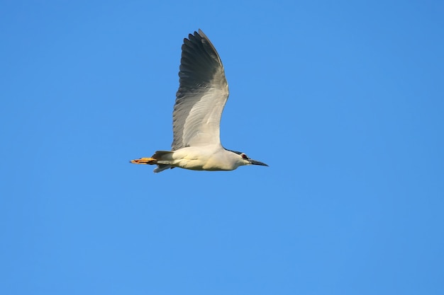 Ślepowron Czarny (nycticorax Nycticorax) W Locie Na Tle Błękitnego Nieba