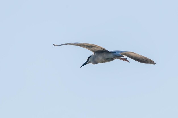 Ślepowron W Koronie Czarnej W Fight Blue Sky (nycticorax Nycticorax)