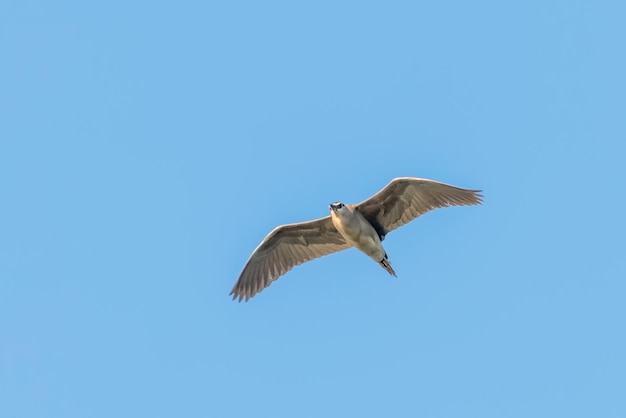 Ślepowron W Koronie Czarnej W Fight Blue Sky (nycticorax Nycticorax)