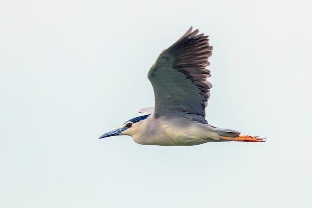 Ślepowron w koronie czarnej w Fight Blue Sky (Nycticorax nycticorax)