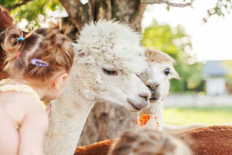 Śliczna alpaga z śmieszną twarzą relaksuje na rancho w letnim dniu. Domowe alpaki pasa na paśniku w naturalnym eco uprawiają ziemię wsi tło. Koncepcja opieki nad zwierzętami i rolnictwa ekologicznego