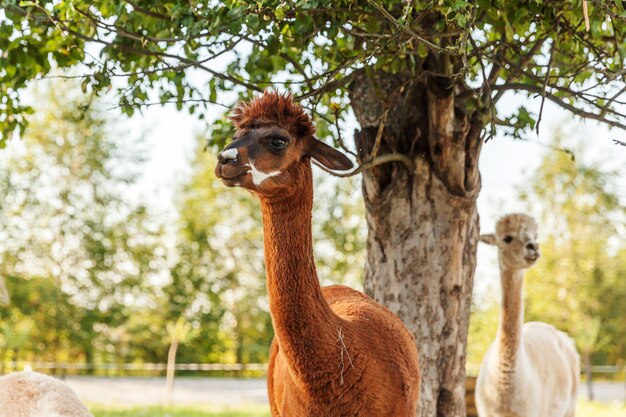 Zdjęcie Śliczna alpaga z śmieszną twarzą relaksuje na rancho w letnim dniu. domowe alpaki wypasane na pastwiskach w gospodarstwie ekologicznym. koncepcja opieki nad zwierzętami i rolnictwa ekologicznego