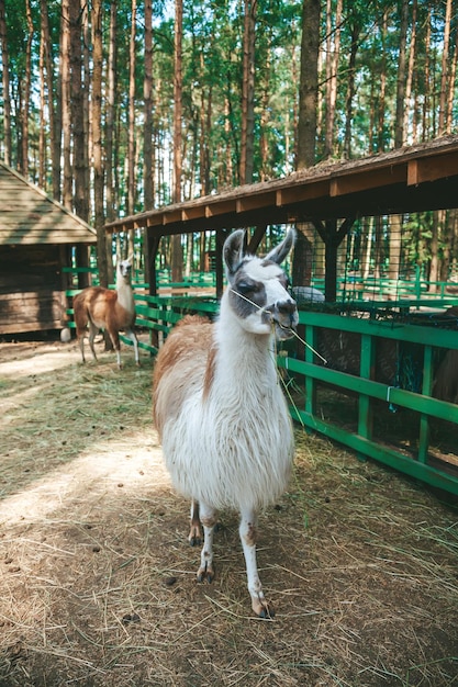 Śliczna biała lama jedząca suchą trawę