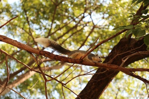 Śliczna biało-szara wiewiórka wspina się na drzewo w publicznym parku