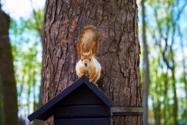 Śliczna ciekawa wiewiórka siedzi na domku dla ptaków w parku i patrzy w kamerę