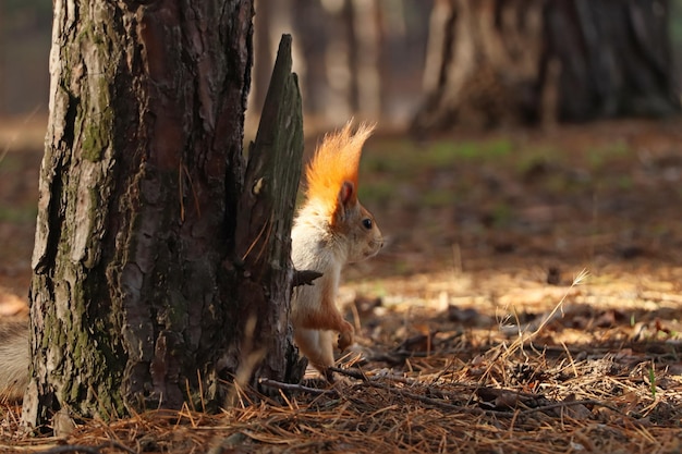 Śliczna czerwona wiewiórka blisko drzewa w lesie