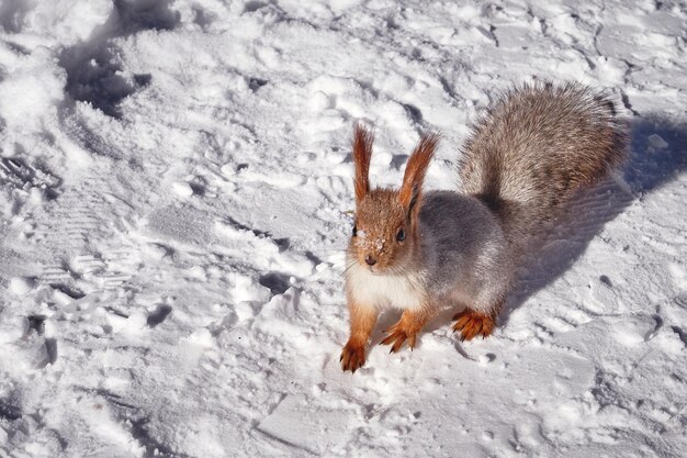 Zdjęcie Śliczna czerwona wiewiórka w zimowej scenie