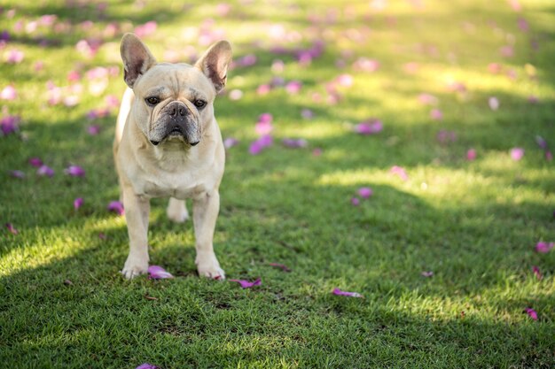 Śliczna Francuskiego Buldoga Pozycja Pod Bauhinia Purpurea Drzewem W Ogródzie.