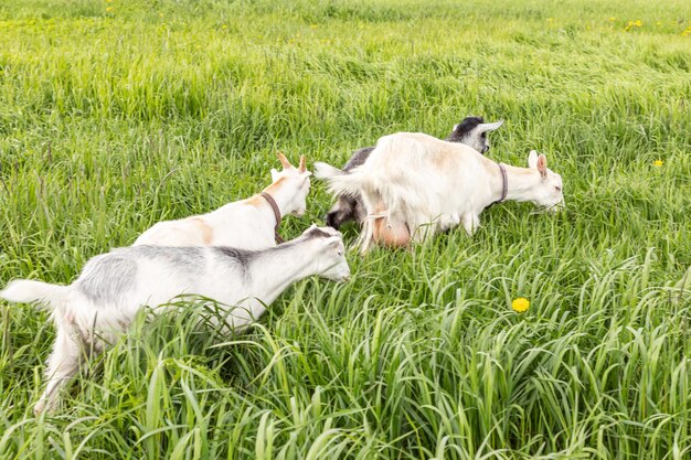 Śliczna koźlątko z wolnego wybiegu na ekologicznej naturalnej ekologicznej farmie zwierząt swobodnie pasące się na łące w tle kopuła...