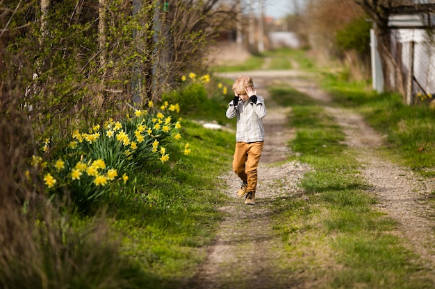 Zdjęcie Śliczna mała blondynki chłopiec w wiosna kraju z żółtymi daffodils