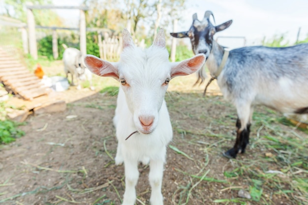 Śliczna Młoda Dziecko Kózka Relaksuje W Rancho Gospodarstwie Rolnym W Letnim Dniu. Domowe Kózki Pasa W Paśniku I żuć, Wsi Tło. Koza W Naturalnej Ekologicznej Farmie, Która Produkuje Mleko I Ser.