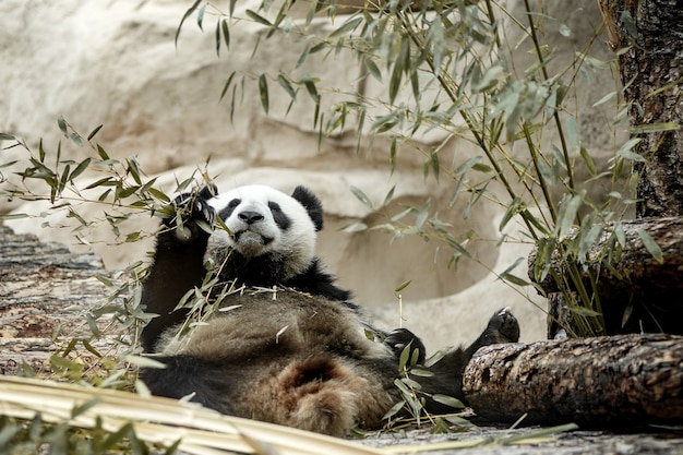 Śliczna panda wielka jedząca gałęzie bambusa