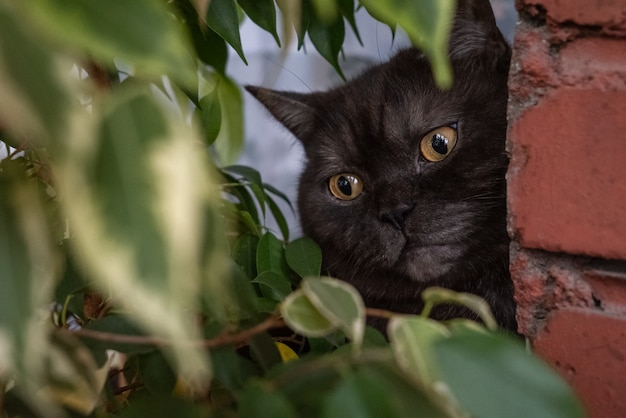 Śliczna smutna cate chowa się przez zielone liście figowca