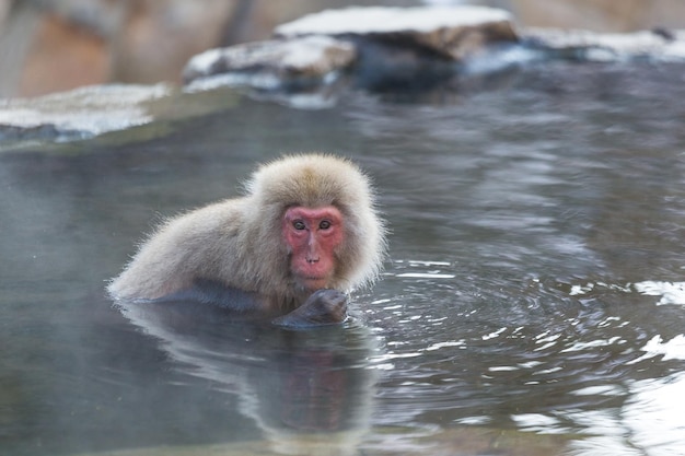 Śliczna śnieżna małpa w onsen