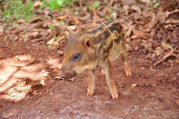 śliczna świnia na pigfarm, Tajlandia