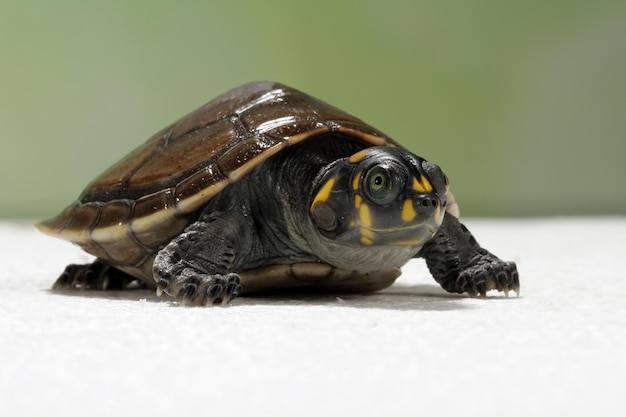 Śliczna twarz żółwia klauna Podoclemys Unifilis zbliżenie żółwia