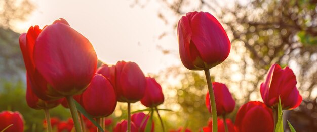 Śliczne, delikatne, czerwone, jasne tulipany rosnące w ogrodzie