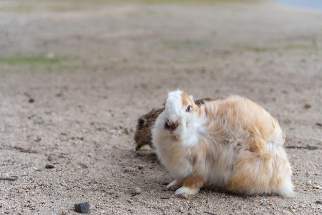 Śliczne dzikie króliki na wyspie Okunoshima w słonecznej pogodzie, znanej również jako Wyspa Królików. Hiroszima, Japonia