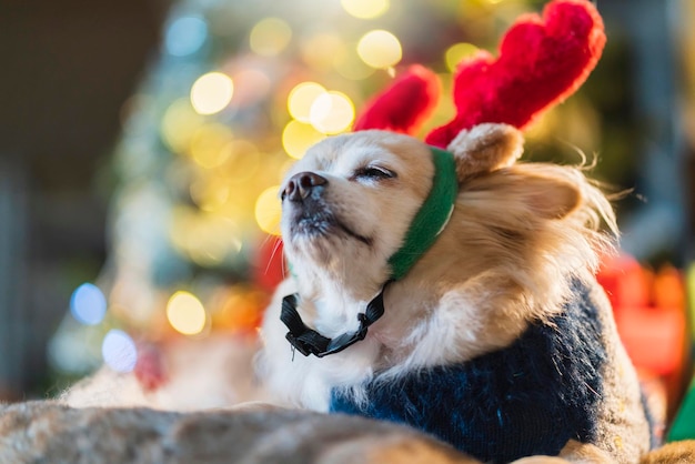 Zdjęcie Śliczne małe brązowe futro chihuahua pies nosić renifer czerwony kostium i sweter zimowy materiał siedzieć relaks dorywczo uśmiechnięty szczęście wesoły na kanapie kanapa z choinką światło bokeh tło