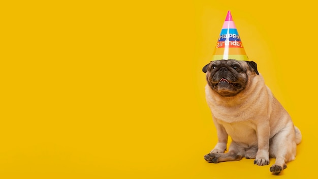 Zdjęcie Śliczne małe psy świętujące urodziny