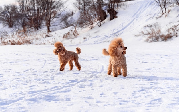 Śliczne małe złote psy bawiące się na śniegu na świeżym powietrzu Szczęśliwe rodzinne wakacje Rodzinny styl życia psa