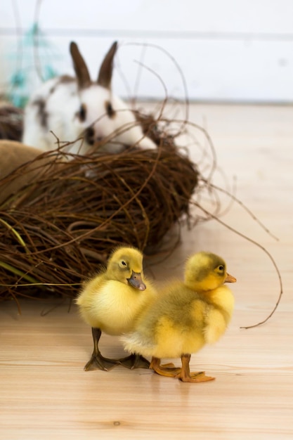Śliczne małe żółte kaczuszki chodzą obok wikliny gniazdo. Wielkanocna dekoracja wnętrz.