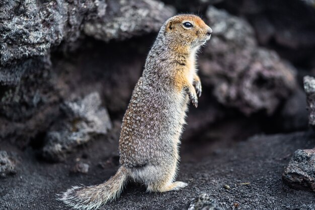 Śliczne śmieszne gophers patrzą w kamerę