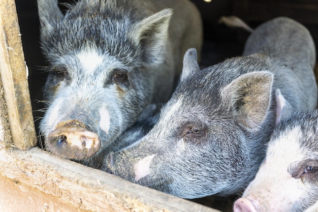 Śliczne szare prosięta w stodole na farmie brudne świnie w zagrodzie świnia obszar wiejski hodowla zwierząt mięso wieprzowe