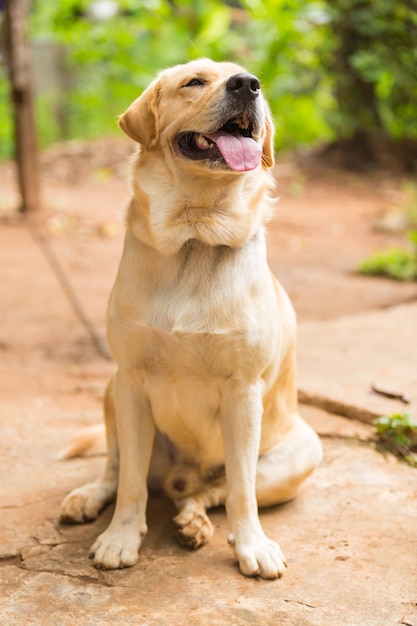 Śliczne z Labrador Retriever