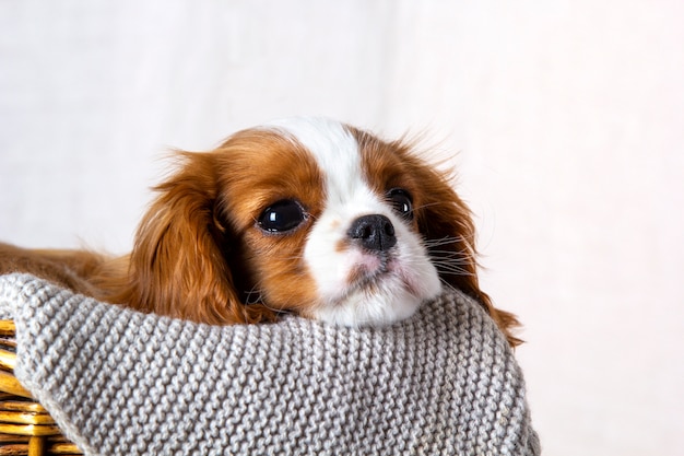 Ślicznego Szczeniaka Nonszalancki Królewiątka Charles Spaniel W Koszu Na Białym Tle, Zakończenie