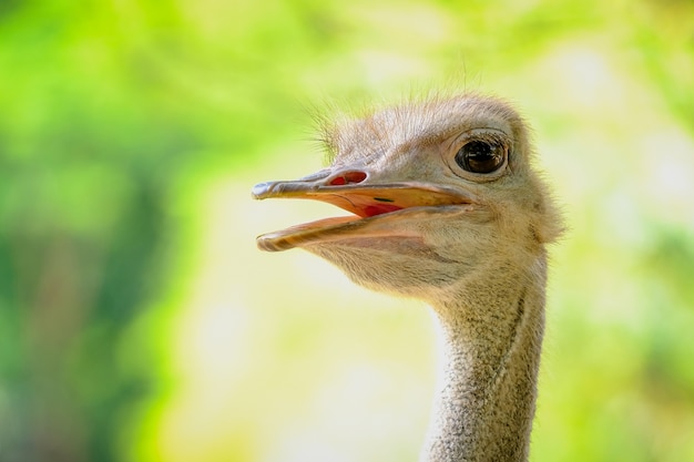 Śliczny Afrykański Strusi Odprowadzenie W Padoku Przy Strusiem Uprawia Ziemię. Gospodarstwo Ostrich