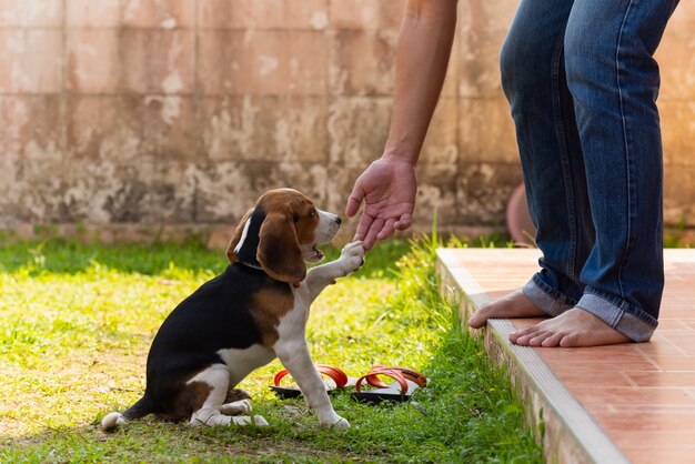 Śliczny beagle szczeniak bawić się z właścicielem