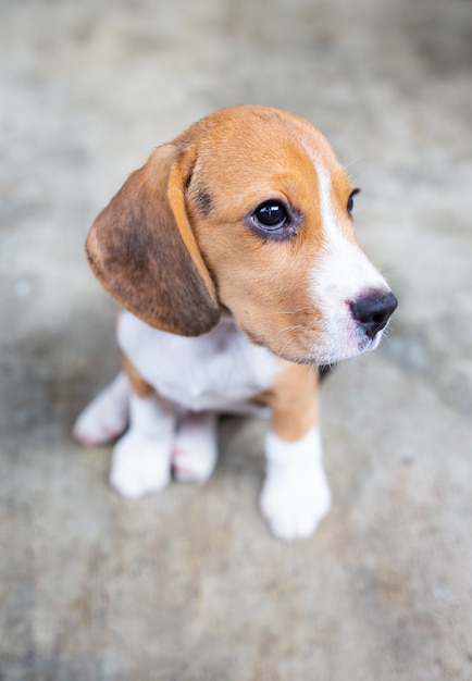 Śliczny beagle szczeniaka psa obsiadanie na podłoga.