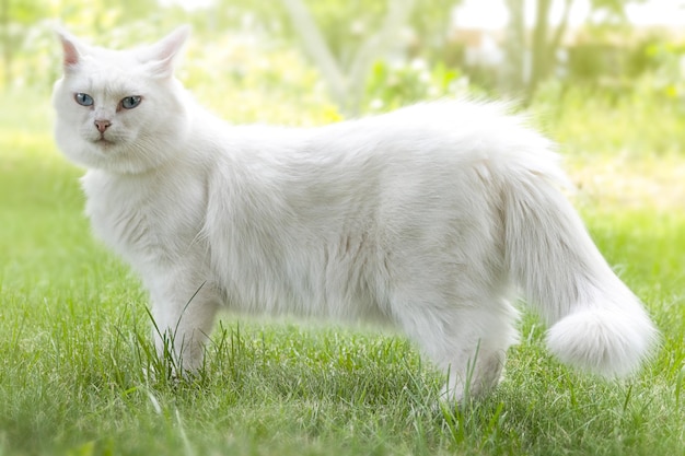 Śliczny biały kot chodzący po trawie w ogrodzie