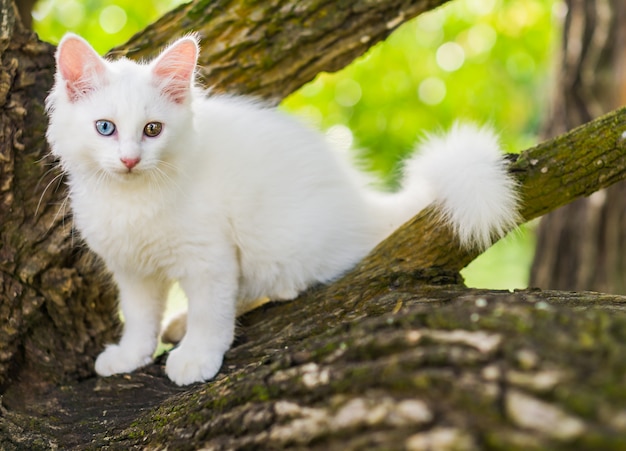 Śliczny biały kot na drzewie.