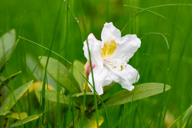 Śliczny biały kwiat rododendronów selektywna ostrość niewyraźne tło Zbliżenie widok na piękny kwitnący biały rododendron i
