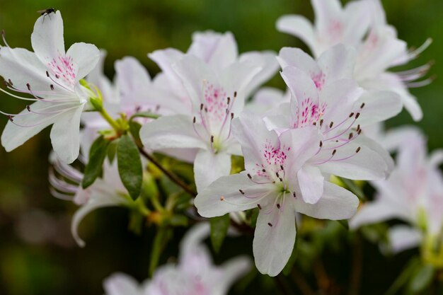 Śliczny biały kwiat rododendronów selektywna ostrość niewyraźne tło Zbliżenie widok na piękny kwitnący biały rododendron i