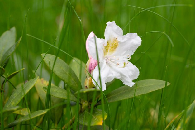 Śliczny biały kwiat rododendronów selektywna ostrość niewyraźne tło Zbliżenie widok na piękny kwitnący biały rododendron i