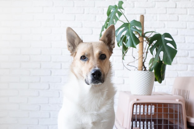 Śliczny bichon frise pies siedzi przez podróżnego pet przewoźnika ceglanego muru tło