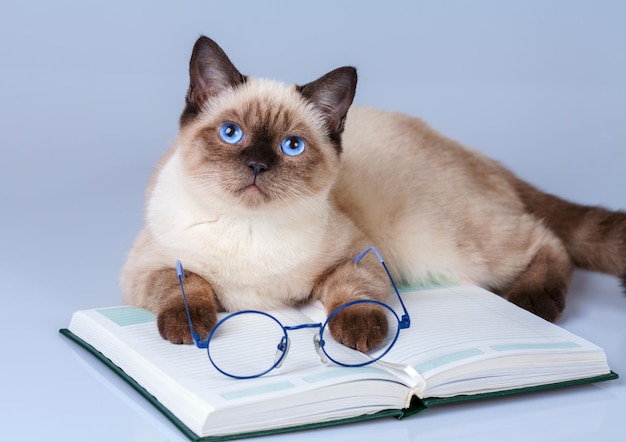 Śliczny biznesowy kot w okularach do czytania zeszytu