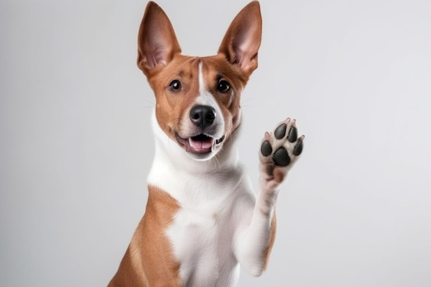 Śliczny Brązowy I Biały Pies Basenji Uśmiecha Się I Daje Piątkę Na Białym Tle