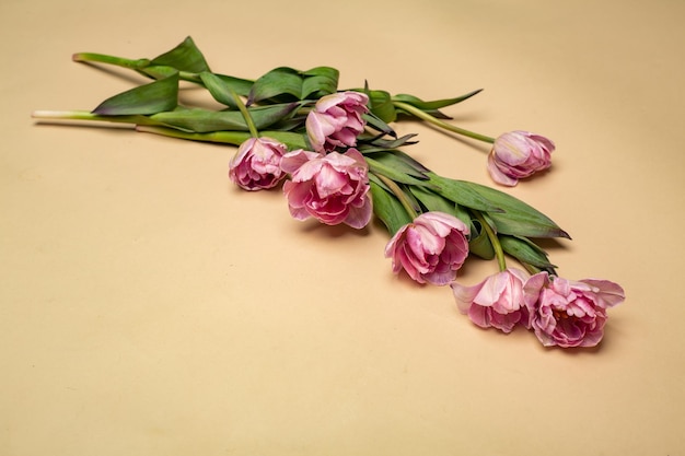 śliczny bukiet różowych tulipanów na beżowym zbliżeniu tła