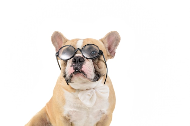 Śliczny buldog francuski nosi okulary i białą muszkę
