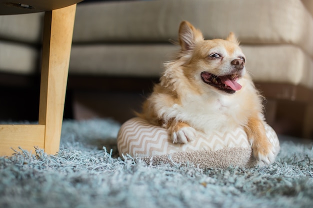 Śliczny chihuahua pies siedzi i uśmiech relaksuje na domowym podłogowym czekaniu dla jego mistrza