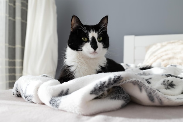 Śliczny czarno-biały kot leży na łóżku na kratce