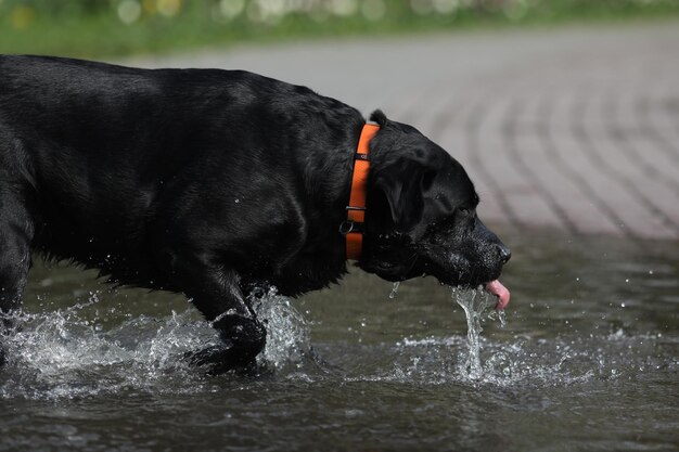 Śliczny czarny labrador retriever bawiący się w kałuży w parku