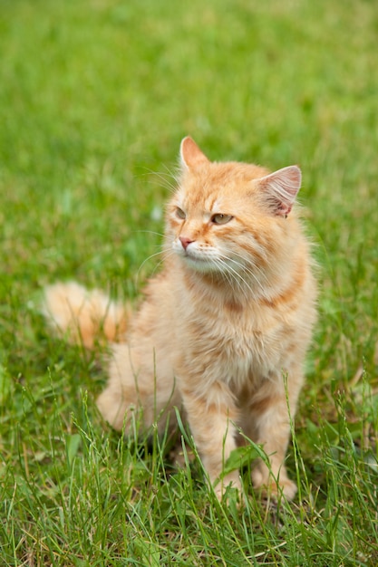 Śliczny czerwony pomarańczowy puszysty kot siedzi outdoors w lato ogródzie w zielonej trawie