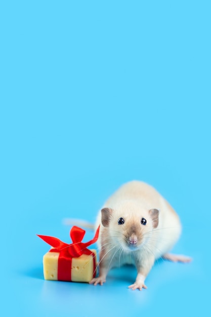 Śliczny dekoracyjny szczur z prezentem z sera i czerwoną kokardką na niebiesko