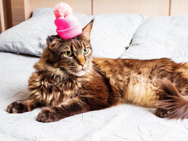 Śliczny dorosły kot rasy Maine Coon w różowym kapeluszu na głowie leżący na łóżku